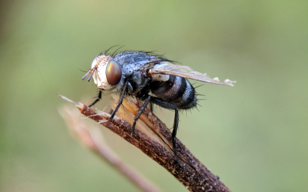 5 Natural Ways to Deal with The Buzzing Flies of Summer