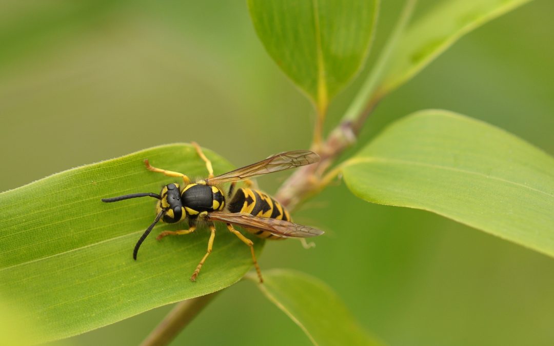 Wasps: Stings, Symptoms, Treatments, & Remedies
