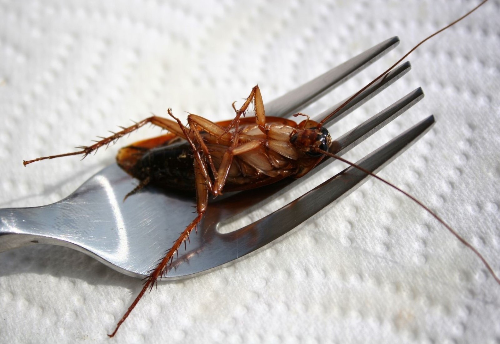 Pest control cockroach roach eliminator exterminator