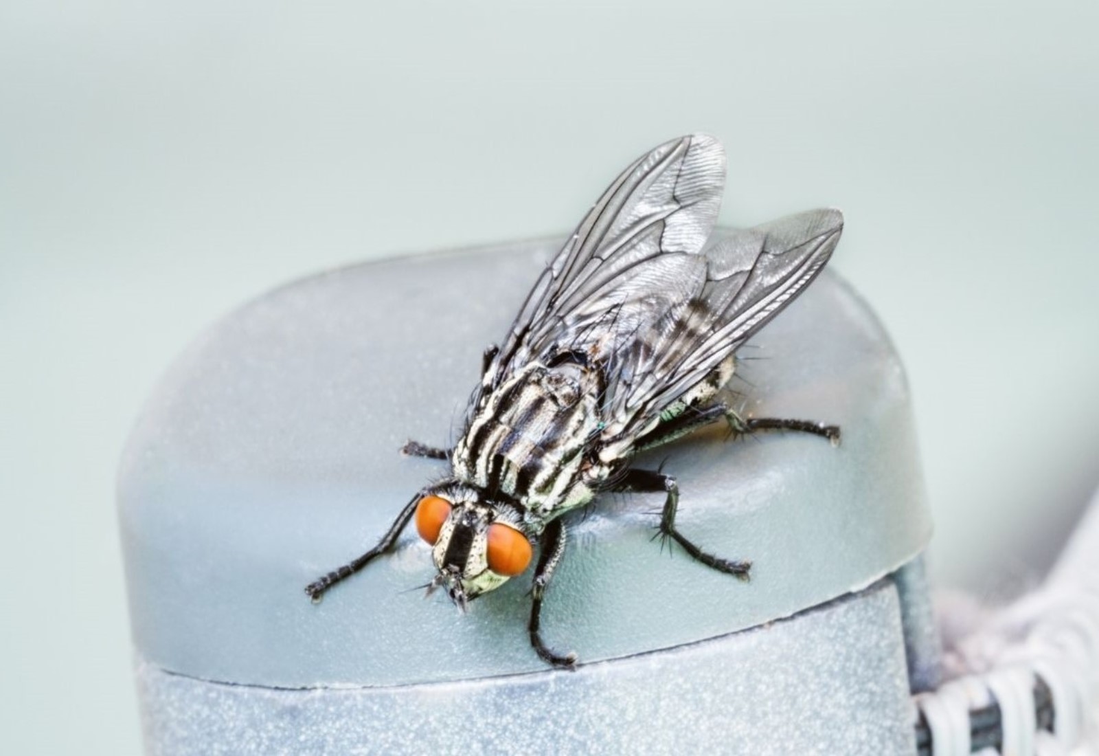 Fly spray infestation elimination extermination pest control