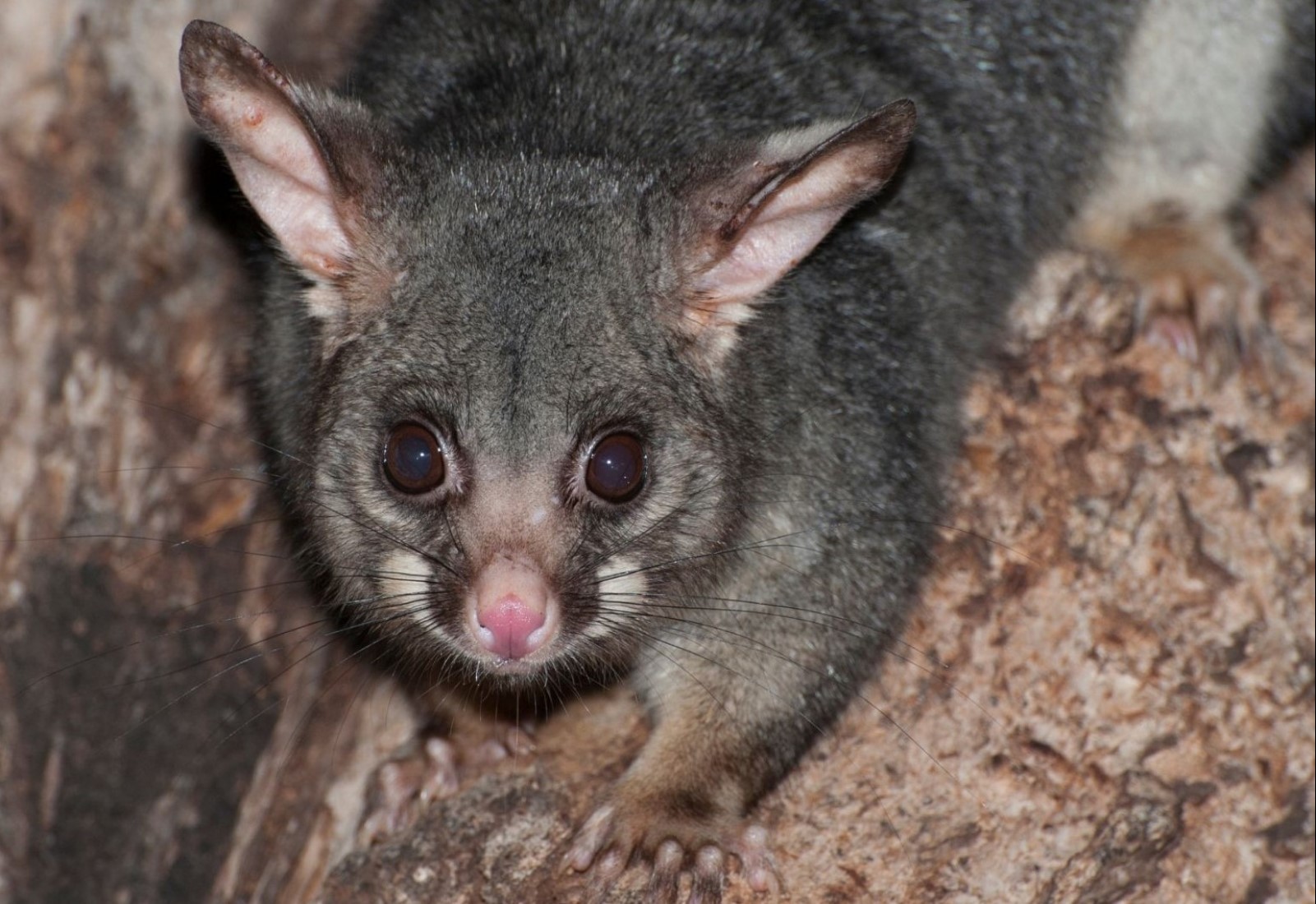 Rodent eradication extermination control pest mice mouse possum